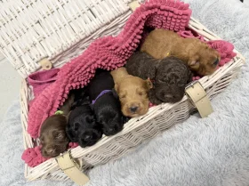 Cockapoo