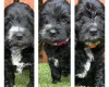 Cockapoo
