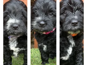 Cockapoo