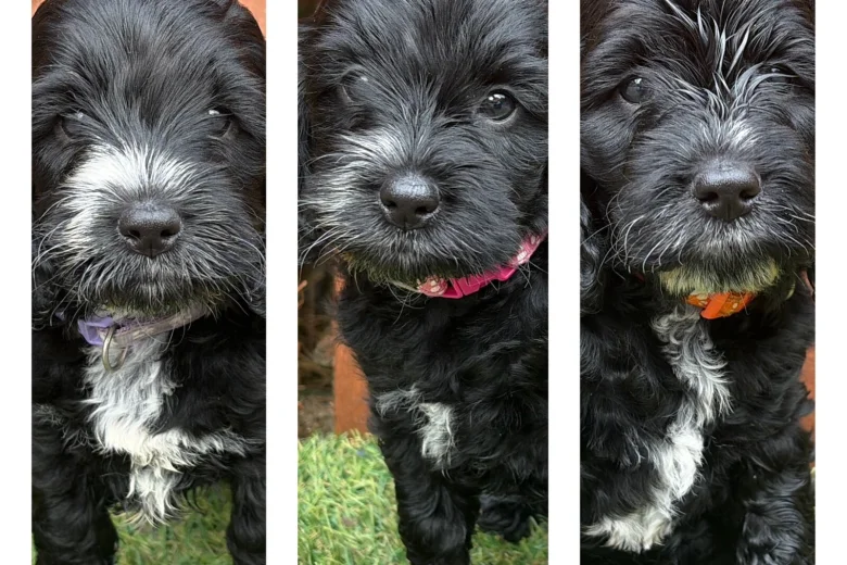 Cockapoo