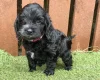 Cockapoo