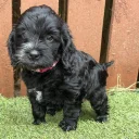 Cockapoo