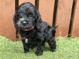 Cockapoo