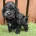Cockapoo