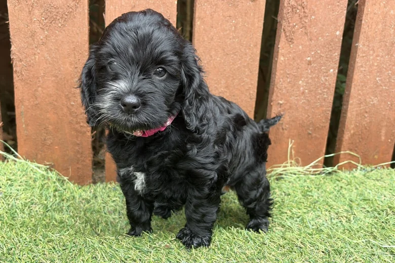 Cockapoo