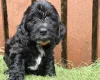 Cockapoo