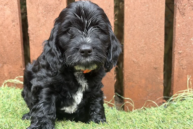 Cockapoo