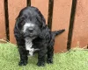 Cockapoo