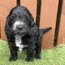 Cockapoo