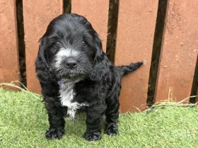Cockapoo