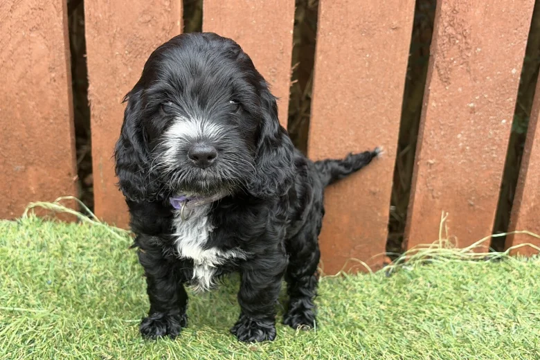 Cockapoo