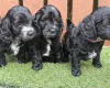 Cockapoo