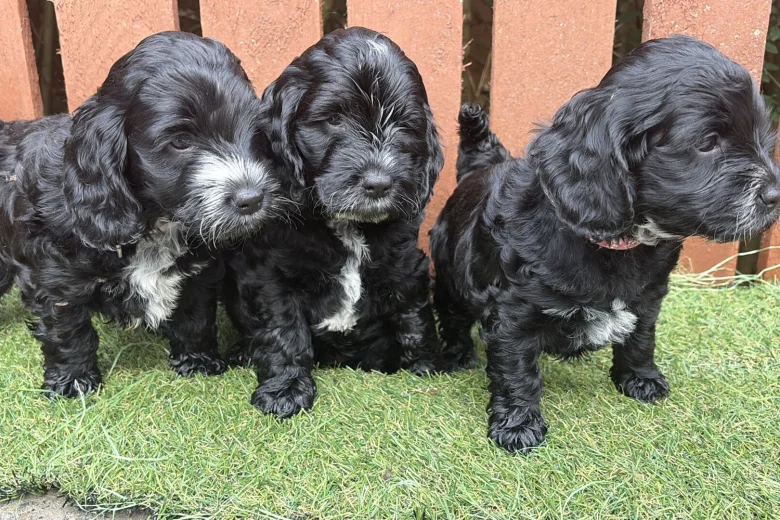 Cockapoo