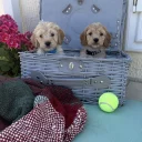 Cockapoo