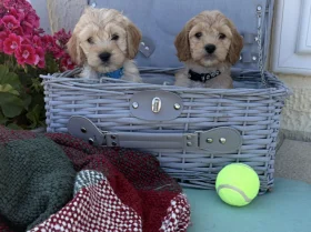 Cockapoo