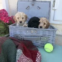 Cockapoo