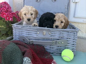 Cockapoo