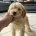 Cockapoo