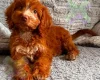 Cockapoo