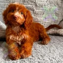 Cockapoo