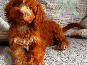 Cockapoo