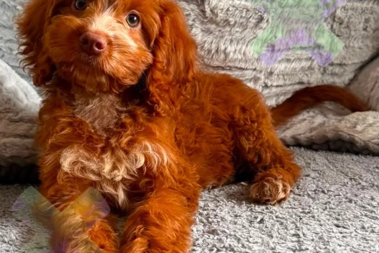 Cockapoo