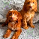 Cockapoo
