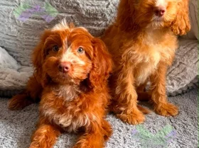 Cockapoo