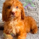 Cockapoo