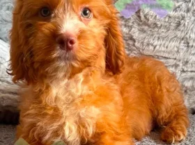 Cockapoo