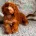 Cockapoo