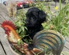 Yorkiepoo
