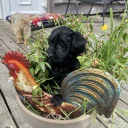 Yorkiepoo