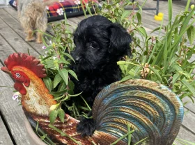 Yorkiepoo