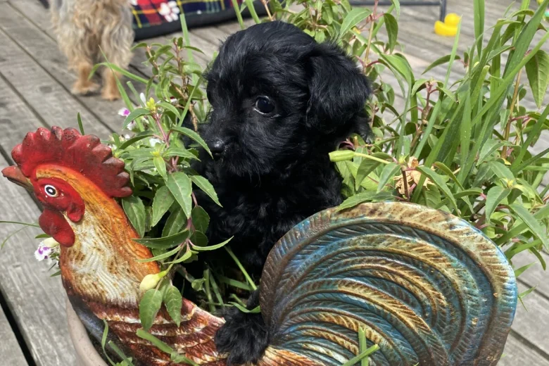 Yorkiepoo