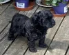 Yorkiepoo