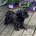 Yorkiepoo