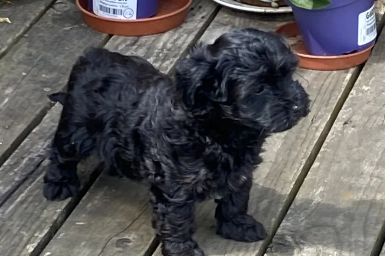 Yorkiepoo