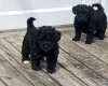 Yorkiepoo