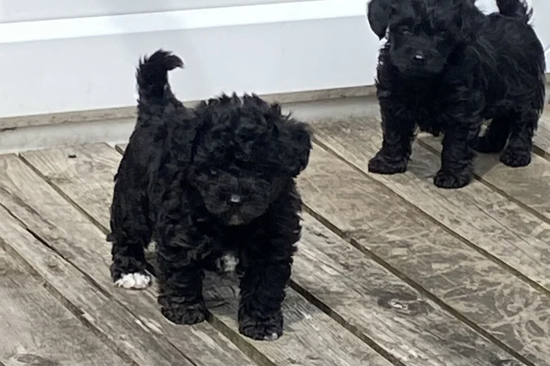 Yorkiepoo
