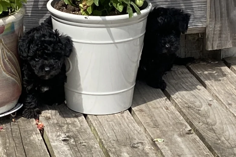 Yorkiepoo