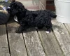 Yorkiepoo