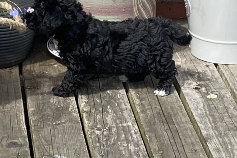 Yorkiepoo