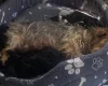 Yorkiepoo