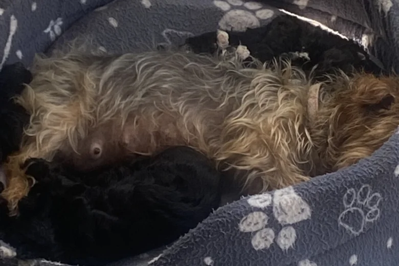 Yorkiepoo