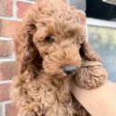 Cockapoo