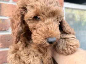 Cockapoo