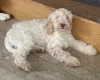 Cockapoo