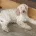 Cockapoo