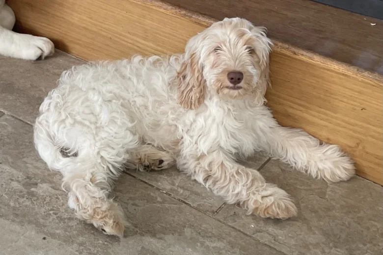 Cockapoo